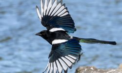 38 Black Birds with White Stripes on Wings (with Pictures)