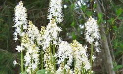 25 Types of White Perennial Flowers (Pictures and Names)