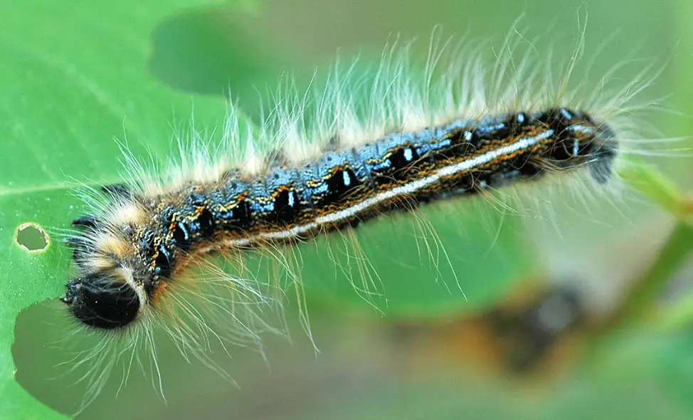 16 Types of Blue Caterpillars (Pictures and Identification)