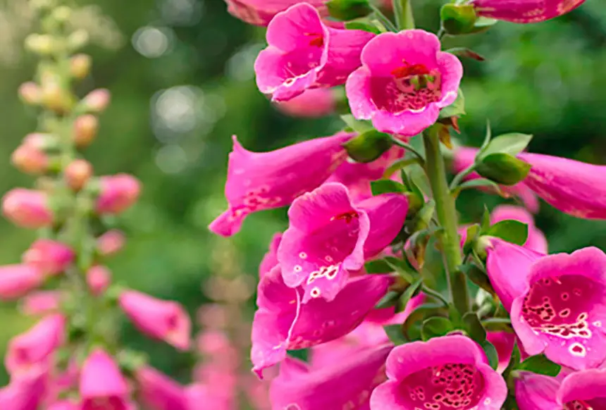 42 Types of Pink Perennial Flowers with Pictures and Names
