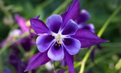 24 Types of Dark Purple Flowers with Pictures and Names
