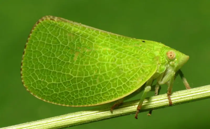 Small Green Bug