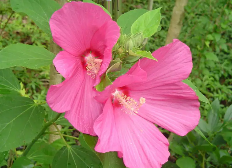 pink perennial flowers