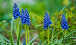 25 Types of Blue Perennial Flowers (Pictures and Names)