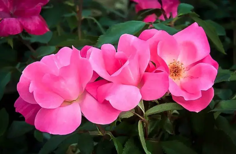 pink perennial flowers