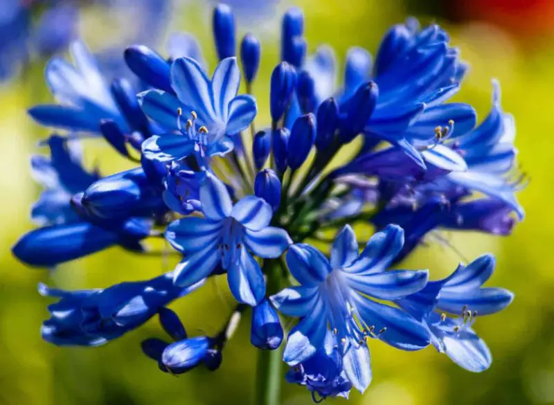 Blue Perennial Flowers