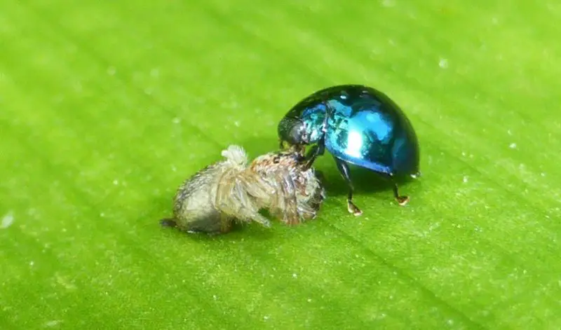 Blue Bugs