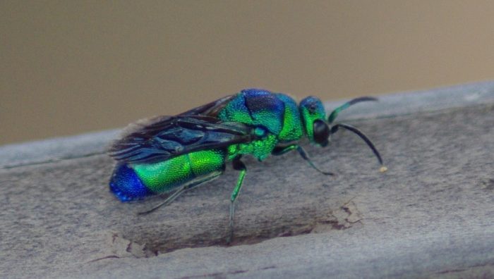 39 Types of Blue Bugs (Pictures and Identification)