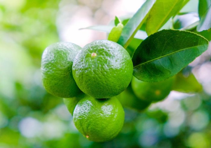 Mexican Lime Tree