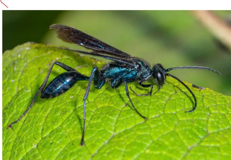 Wasps in Georgia