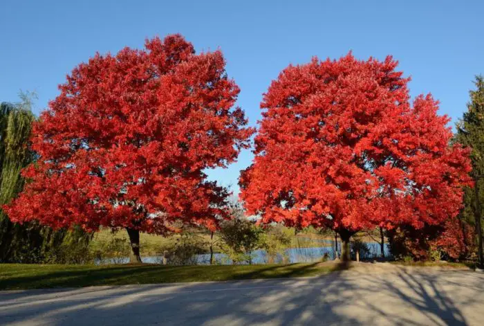 October Glory Maple Tree