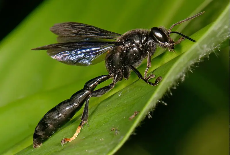 Black Wasps in Texas