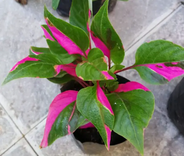 pink houseplants