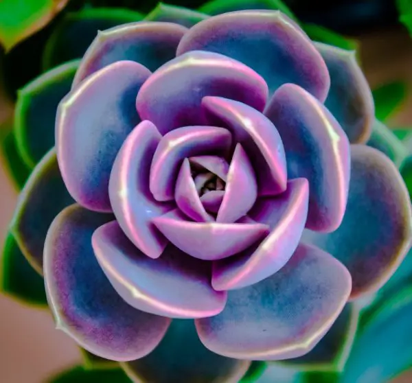 pink houseplants