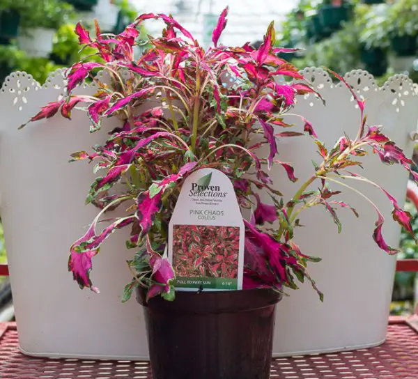 pink houseplants