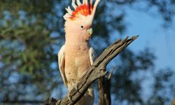57 Stunning Birds with Crowns (Pictures and Identification)