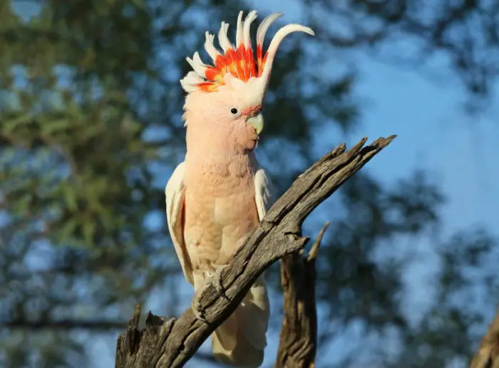 Birds with Crowns