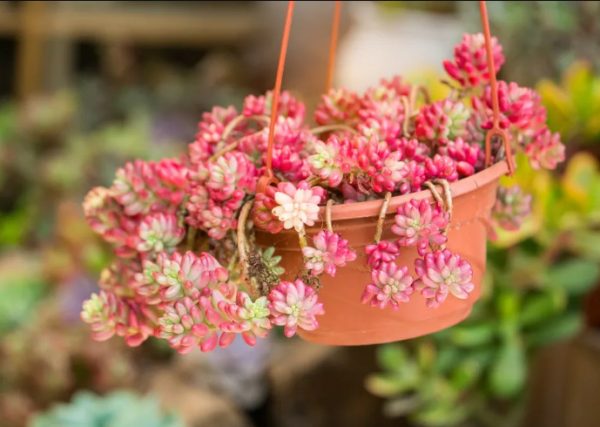 pink houseplants