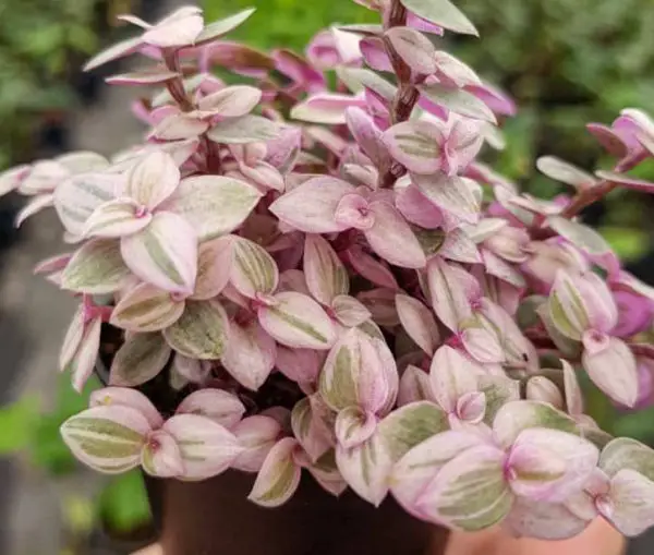 pink houseplants