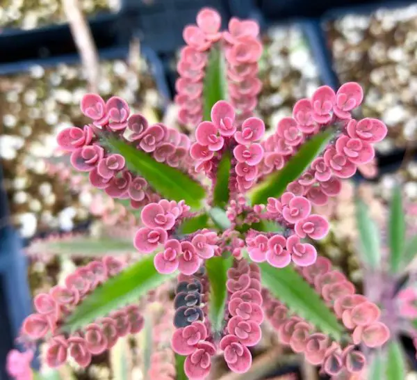 pink houseplants