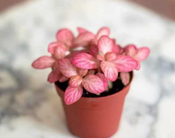 pink houseplants