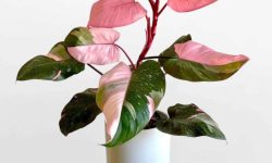 50 Pink House Plants | Pink Indoor Plants with Pictures