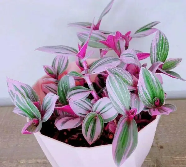 pink houseplants