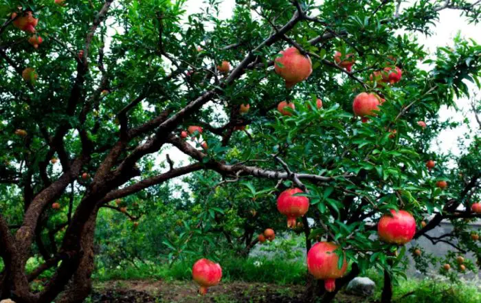 Fruit Trees in Florida