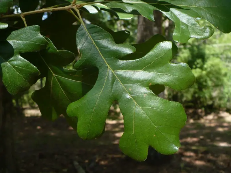 Florida oak trees
