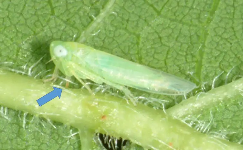 Small Green Bug