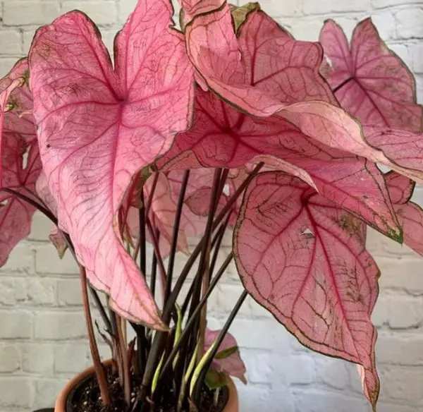 pink houseplants