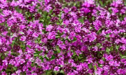 Red Creeping Thyme: Detailed Care and Growing Guide