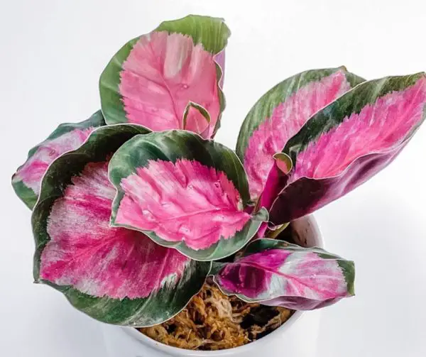 pink houseplants