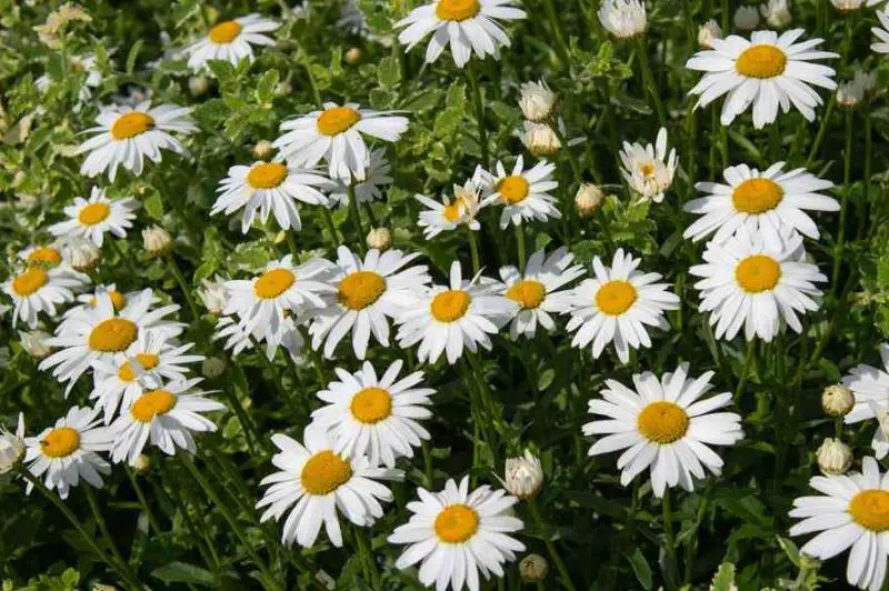 White Perennial Flowers