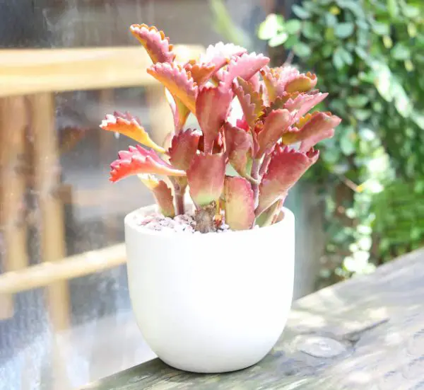 pink houseplants