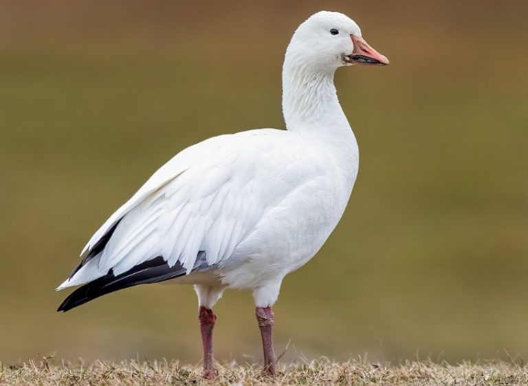 12 Types of Geese in Florida (Pictures and Identification)