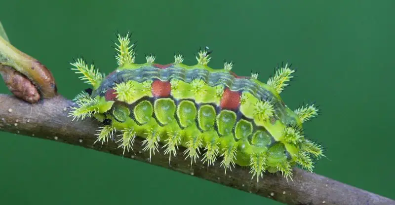 Blue Caterpillars