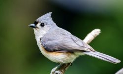 42 Common Michigan Birds (Pictures and Identification)