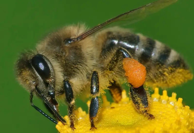 Types of Bees