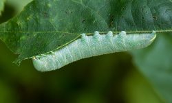 16 Types of Blue Caterpillars (Pictures and Identification)