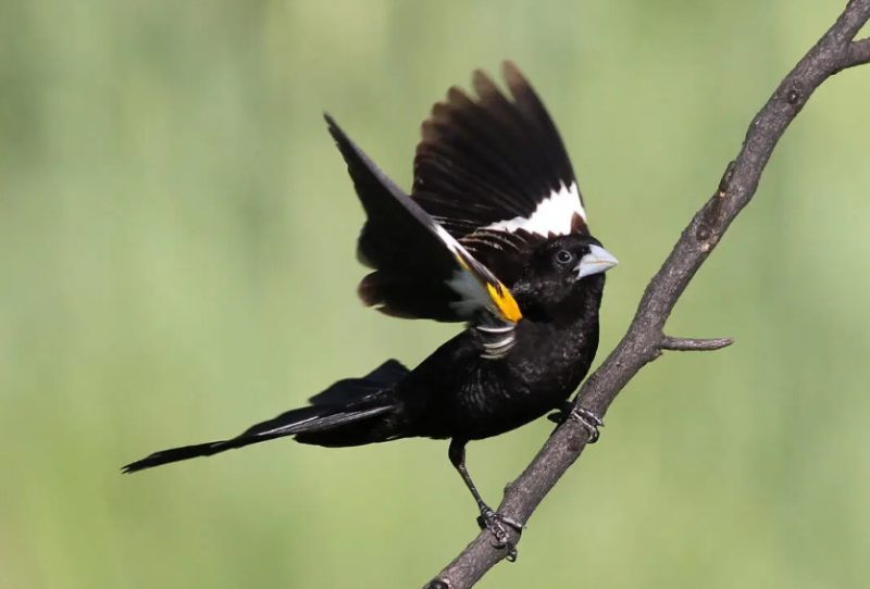 Black Birds with White Stripes on Wings