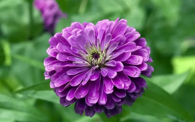 Dark Purple Flowers