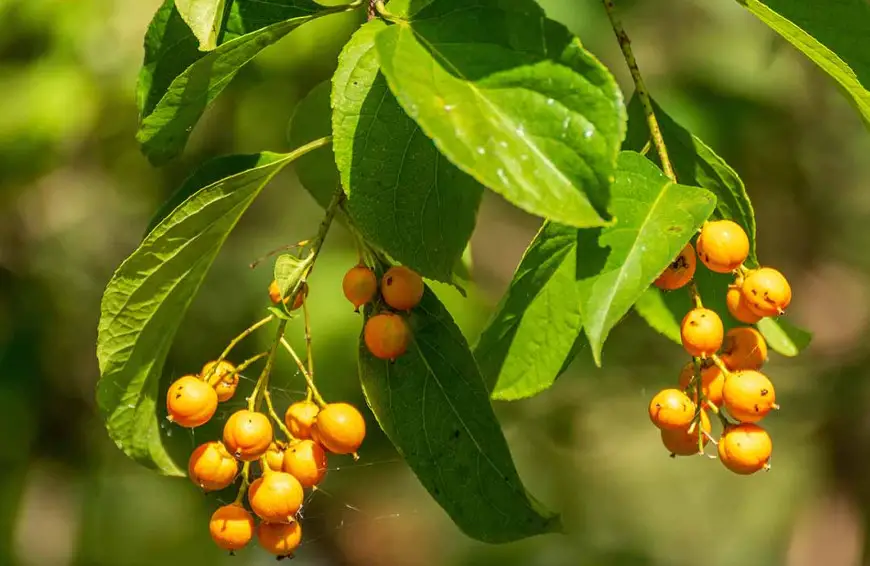 33 Trees with Red Berries (Pictures and Identification)