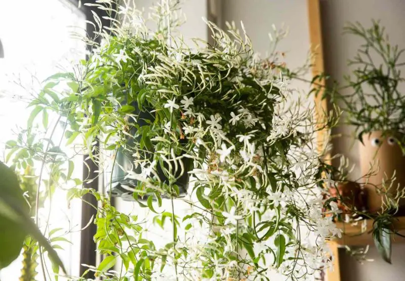 Indoor Climbing Plants