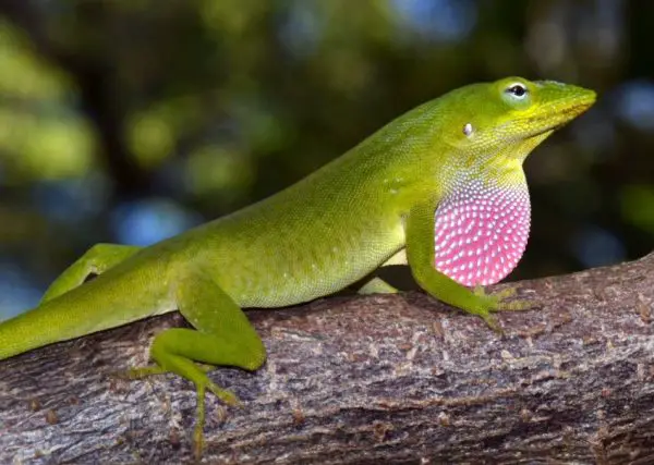 Green Lizards in Florida