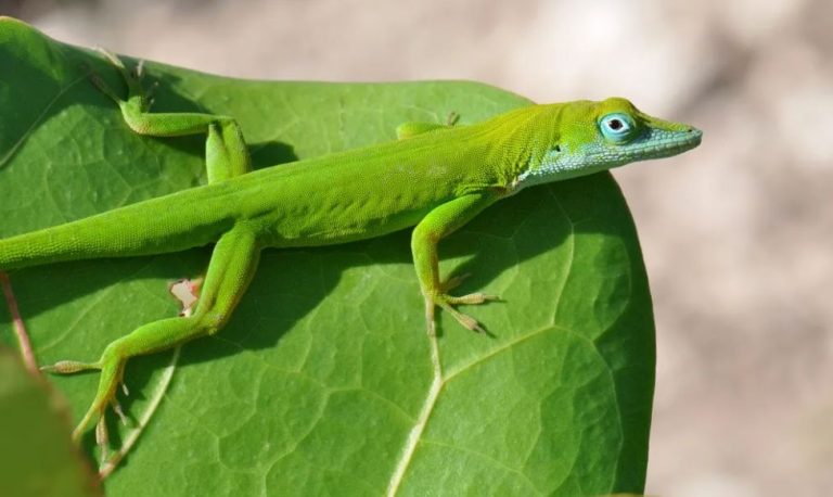 10 Green Lizards in Florida (Pictures and Identification)