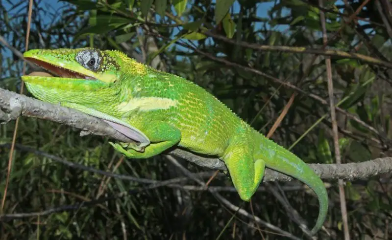 Green Lizards in Florida