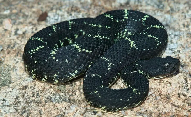 Black Snakes with Yellow Spots