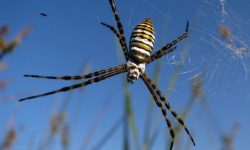 37 Spiders in Arkansas (Pictures and Identification Guide)
