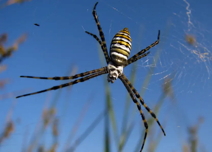 37 Spiders In Arkansas (pictures And Identification Guide)